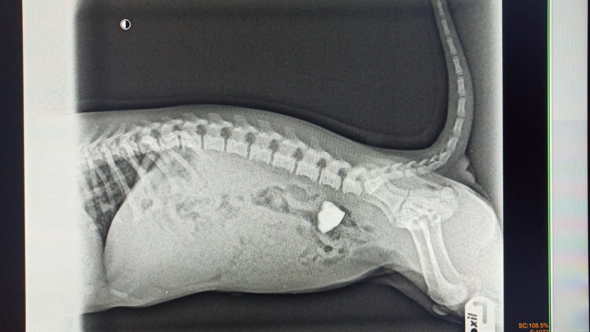 Diagnóstico por imagen veterinario en Clínica Veterinaria Petxpress