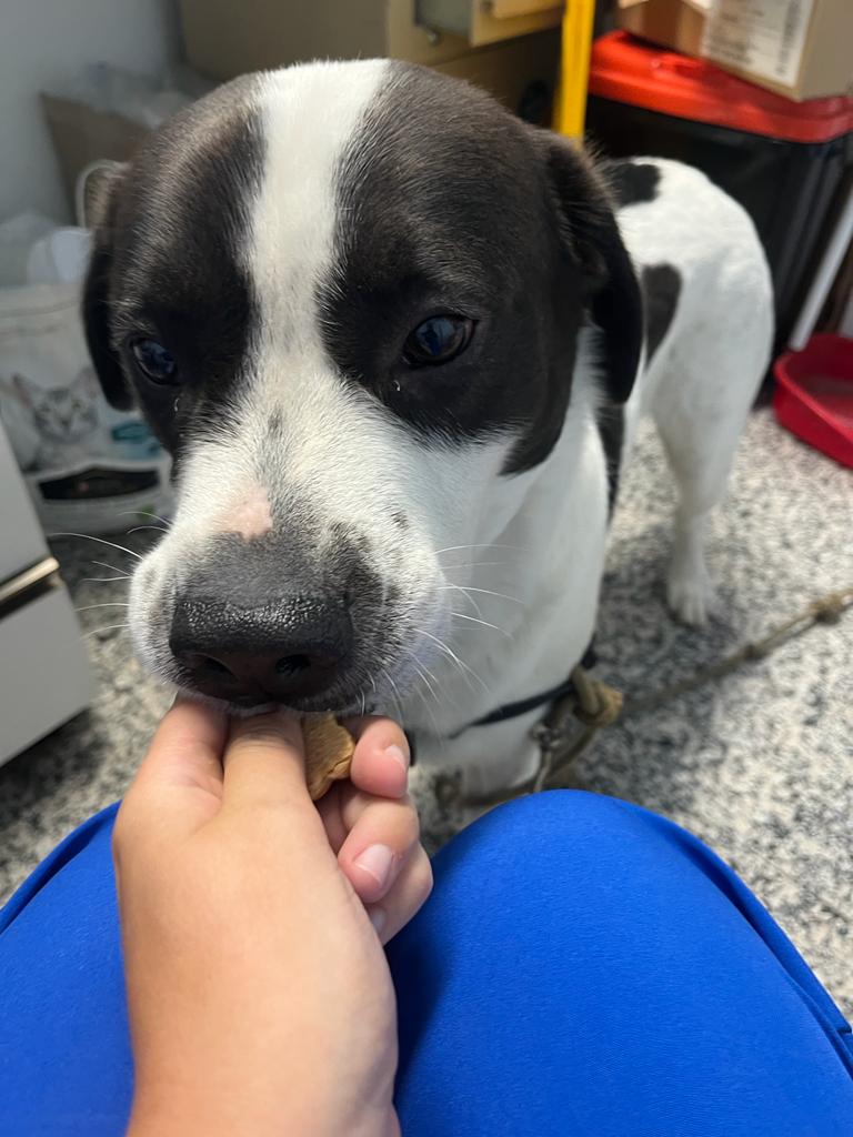 Consulta veterinaria en Clínica Veterinaria Petxpress