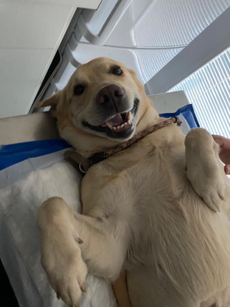 Perro senior en consulta veterinaria