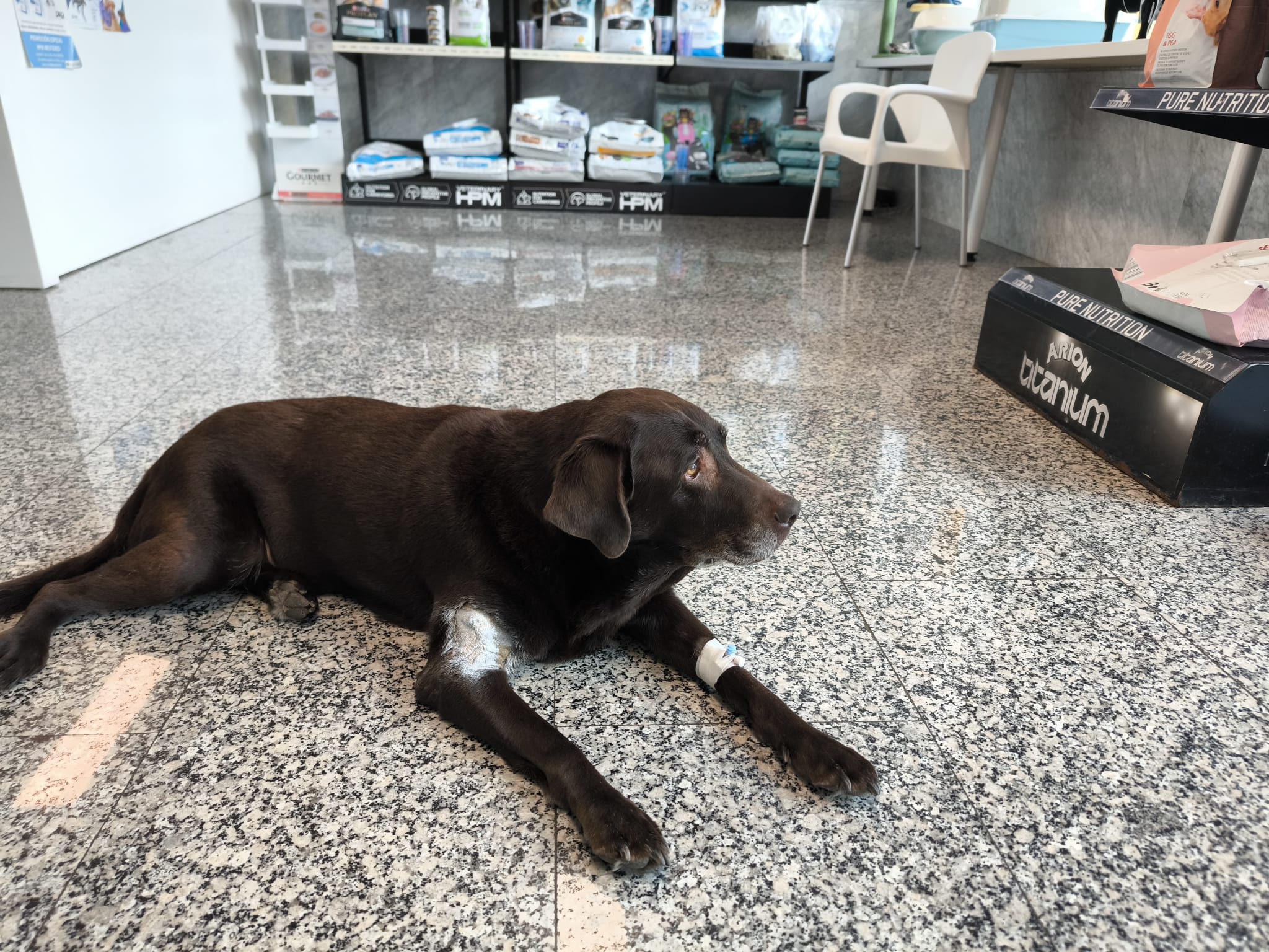 Paciente veterinario en Clínica Veterinaria Petxpress