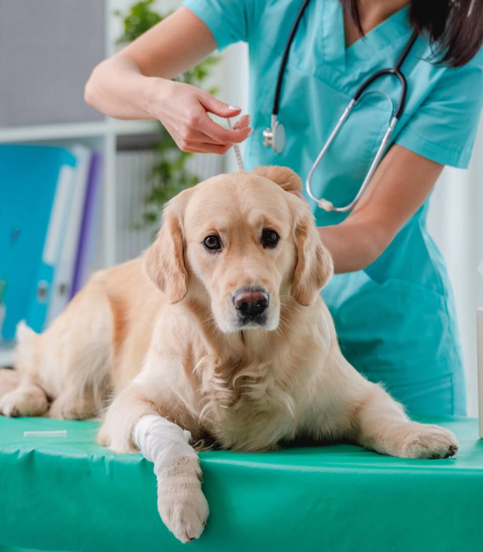 golden-retriever-dog-in-veterinary-clinic-2022-12-30-02-19-15-utc